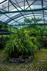 Many tropical plants in greenhouse of botanic garden. 