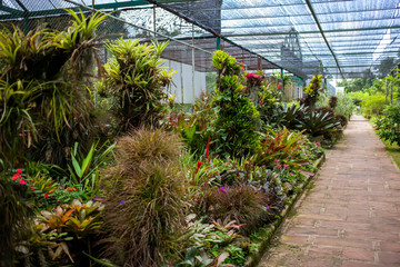 Many tropical plants in greenhouse of botanic garden with walkway. 