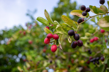 Carunda or Karonda (Carissa carandas L.) sour taste fruit.