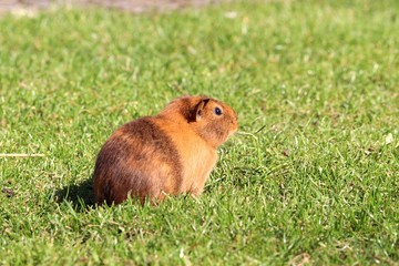 Guinea pig on grass 