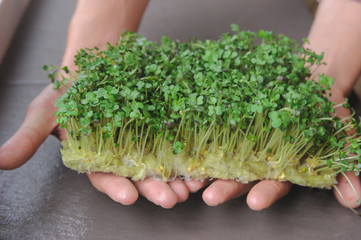 Hands holding fresh micro green young sprouts