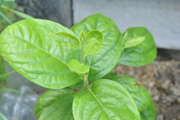 Homemade young persimmon bush growing on a home garden bed