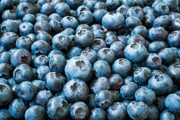 Close-up of organic Vaccinium Berries