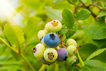 Organic blueberries on the ecological garden