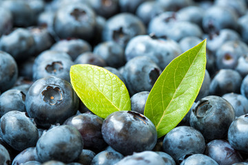 Organic Vaccinium Berries with a green leaves