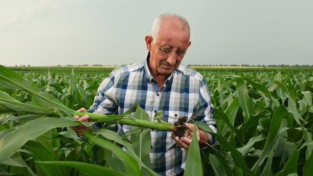 Senior farmer standing in corn field examining crop root in his hands.