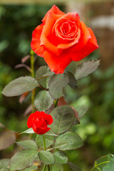 Red Roses-2