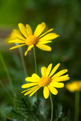 Obraz premium Yellow flowers