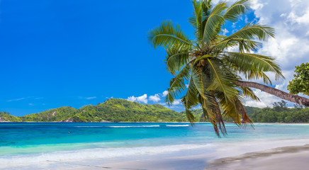 palm tree on tropical beach, Seychelles, Mahé 