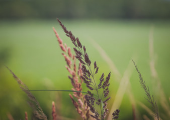 close up of green grass