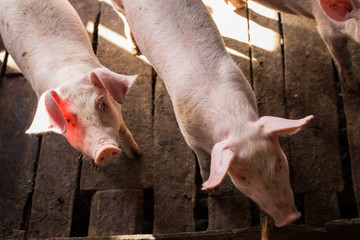 Dirty pig in rural farm agricultural industry