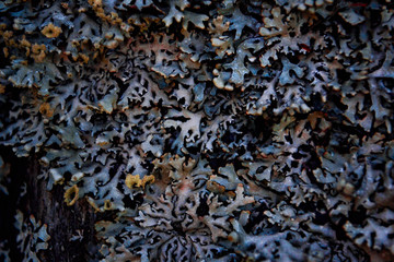 cull color