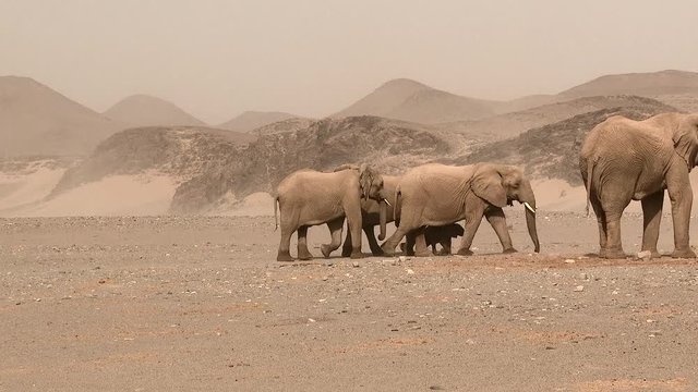 Desert elephant (Loxodonta africana) family with a tiny calf  around a waterhole, wind blowing sand, in the Hoanib desert, Namibia.