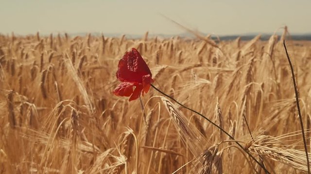 A single vibrant red poppy flower blows in a golden wheat field, SLOW MOTION.