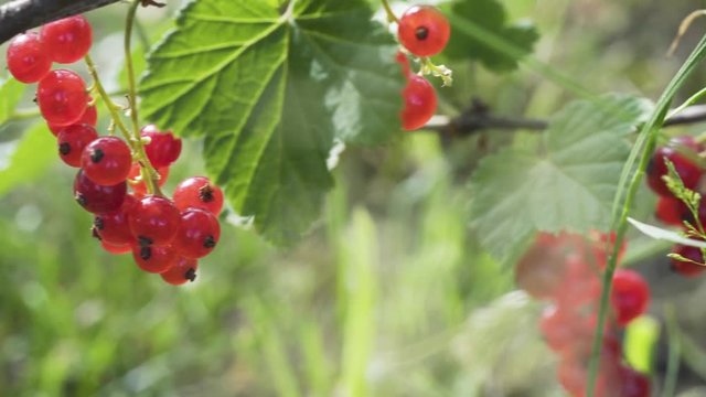 PAN RIGHT view of red currants on branches