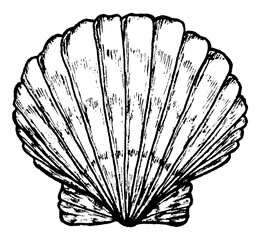 Sea shell. Black and white illustration. Drawn by hand. Isolated on white. Design for card, poster or wallpaper. There is an option in the vector.