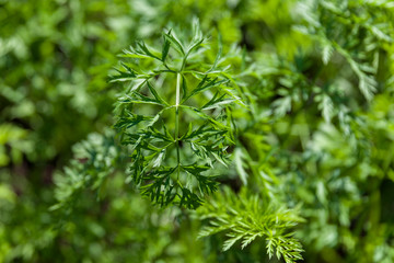 Naklejka premium dill 2