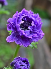 blue flower in the garden