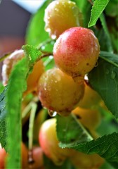 ripe apples on a tree