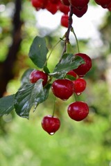 cherries on tree