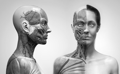 Human body anatomy muscles structure of a female, front view and side view , 3d render