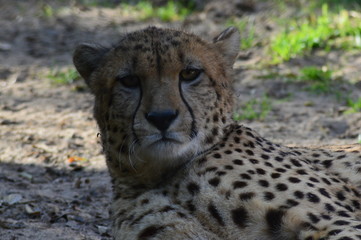 cheetah