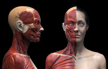 Human body anatomy muscles structure of a woman, front view, 3d render