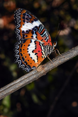 Amazing macro nature - Butterfly Park. Macro photography. Bali, Indonesia.