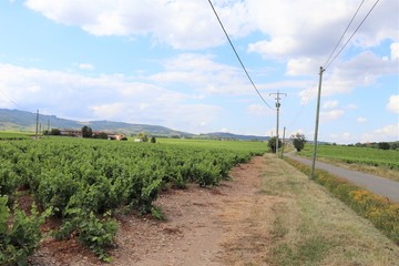 Fototapeta na wymiar Vignes dans le Beaujolais, commune de Villé Morgon, département du Rhône