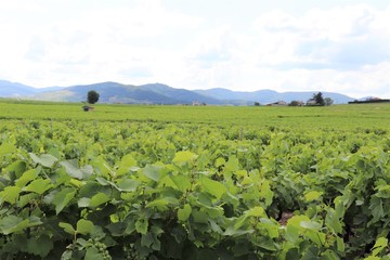 Vignes dans le Beaujolais, commune de Villé Morgon, département du Rhône