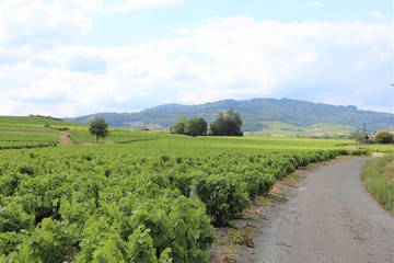 Vignes dans le Beaujolais, commune de Villé Morgon, département du Rhône