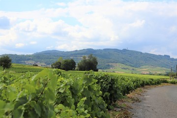 Vignes dans le Beaujolais, commune de Villé Morgon, département du Rhône