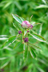 Morning dew on a bud of peony and green leaves.