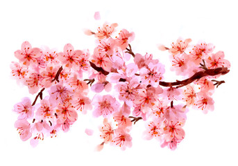 Sakura watercolor background for graphic design, hand painted on paper, sakura watercolor painting