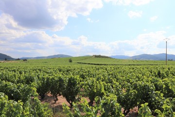 Vignes dans le Beaujolais, commune de Villé Morgon, département du Rhône