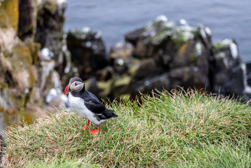 Maskonur Fratercula arctica