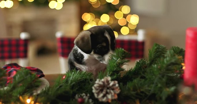 New Year puppy cutie on a christmas background