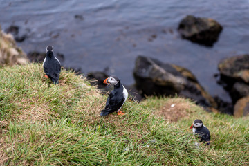 puffin profile
