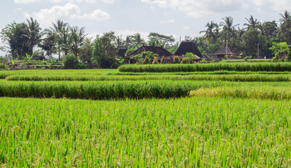 Obraz premium Rice field in Bali 