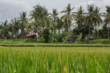 Obraz premium Rice field in Bali 