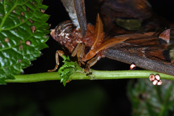 Amazing macro nature - Butterfly Park. Macro photography. Bali, Indonesia.