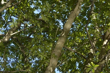 Fototapeta premium tree