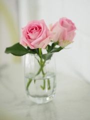 pink rose in water glass romance beautiful Flower symbol Love Valentine Day