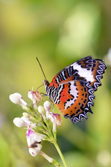 Amazing macro nature - Butterfly Park. Macro photography. Bali, Indonesia.