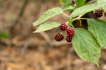 Obraz premium Close-up of wild unripe blackberries on the branch of a bush in the woods among the green trees on a summer day