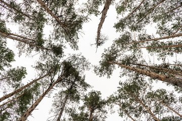 Forest landscape. High pines in the forest stretching to the sky in the summer day. View to the sky