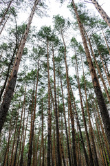 Forest landscape. High pines in the forest stretching to the sky in the summer day