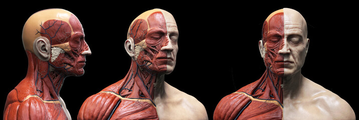 Human body anatomy muscles structure of a male, front view  side view and perspective , 3d render