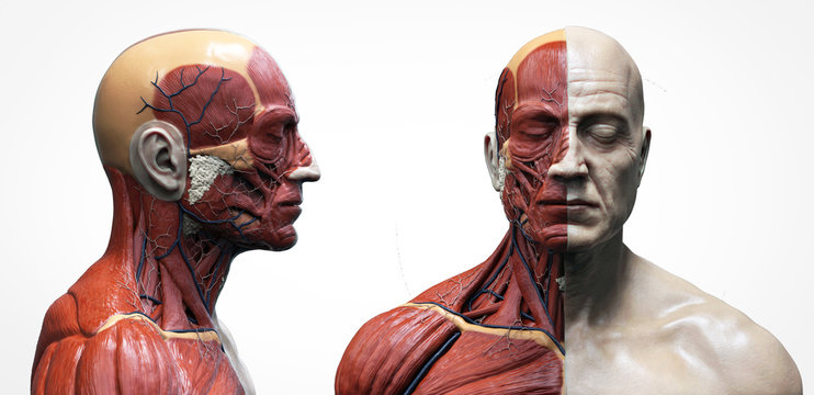 Human body anatomy muscles structure of a male, front view and side view , 3d render