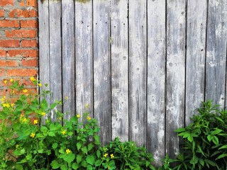 Beautyful garden plants leaves green foliage natural floral plant and grey brown wood fence in sunlight